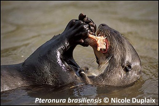 Giant Otter Feeding